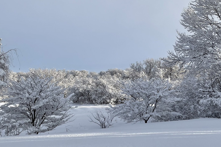 【日帰りバス】〈雪景色の絶景〉クリスマスツリーの木・ニングルテラス・白ひげの滝 フラノマルシェやファーム富田も立ち寄り！～