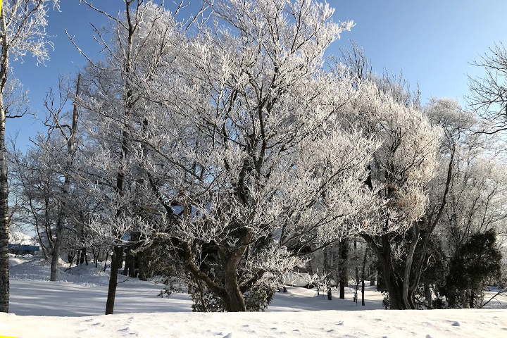 美瑛の雪景色