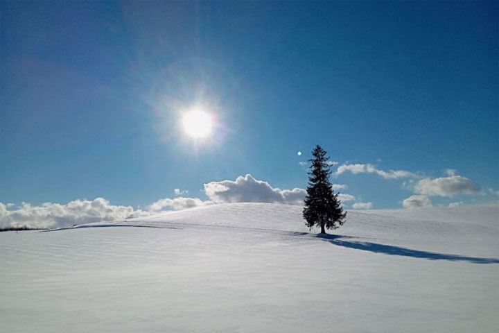 美瑛・クリスマスツリーの木