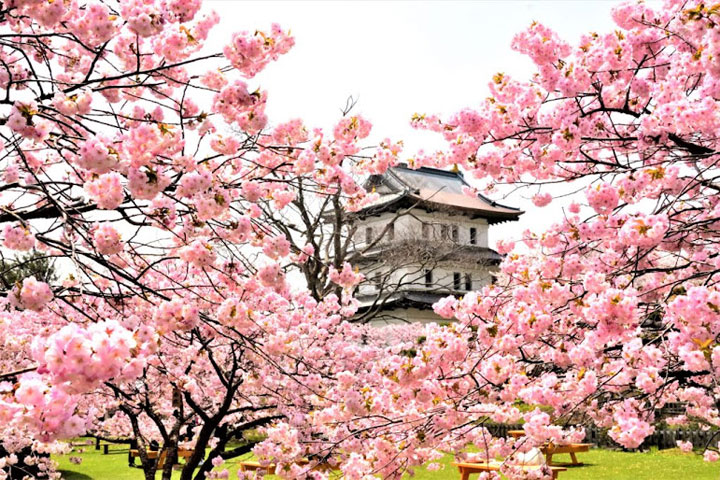 【宿泊バス】松前公園・五稜郭公園・法亀寺のしだれ桜 函館夜景観賞 ＆ 湯の川温泉2日間 松前町・松前公園/函館市・五稜郭公園/北斗市・法亀寺の桜 と 函館夜景観賞に湯の川温泉で湯ったり！