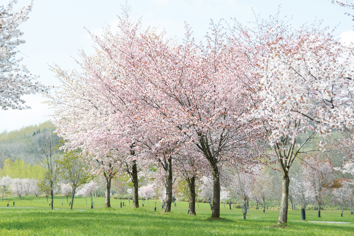 鷹栖 パレットヒルズの桜