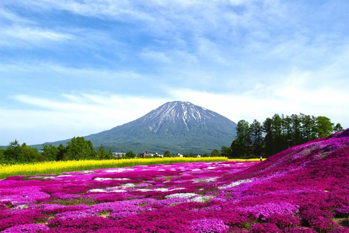 三島さんちの芝桜