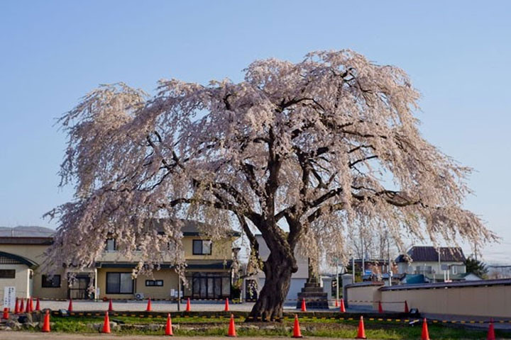 函館市・北斗市・森町の道南桜名所めぐりと湯の川温泉2日間 五稜郭公園・函館公園・法亀寺・松前藩戸切地陣屋跡・オニウシ公園の桜！