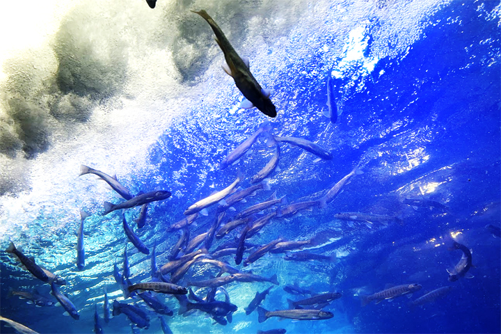 【日帰りバス】11月緊急発売 北の大地の水族館と『塩別つるつる温泉』入浴